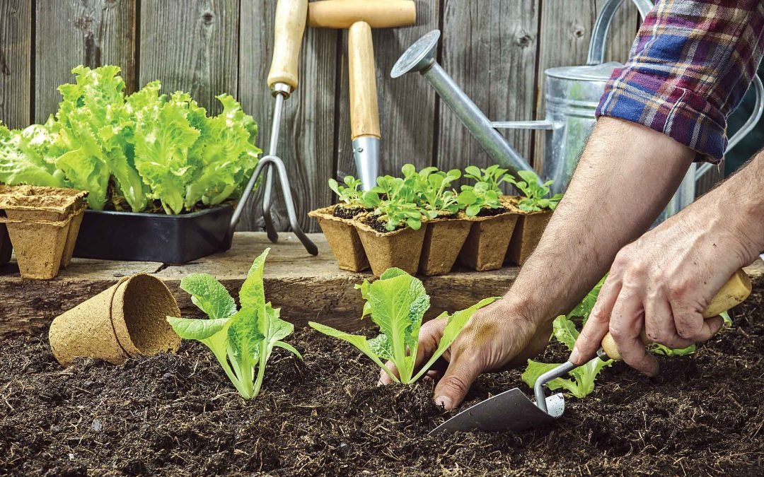 cómo cultivar alimentos saludables en casa