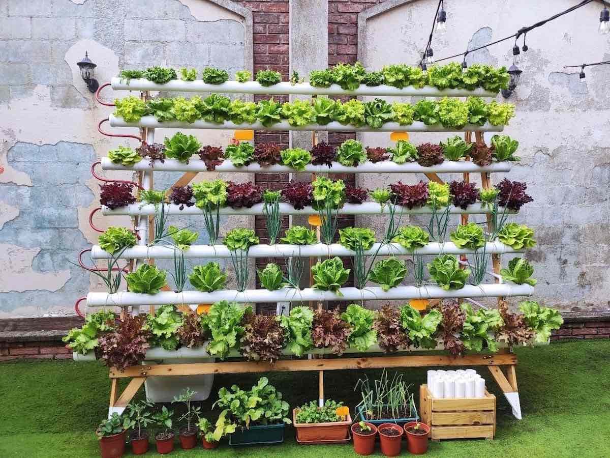 cultiva en casa sin necesidad de jardín