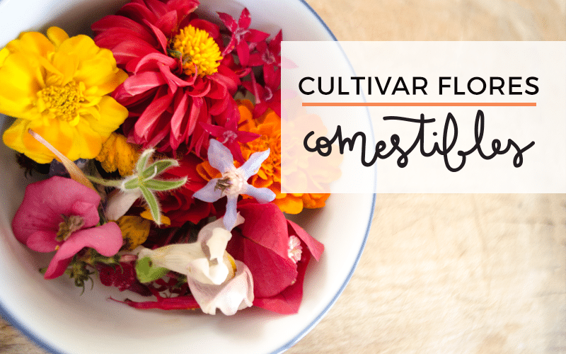 cultiva flores comestibles en tu hogar