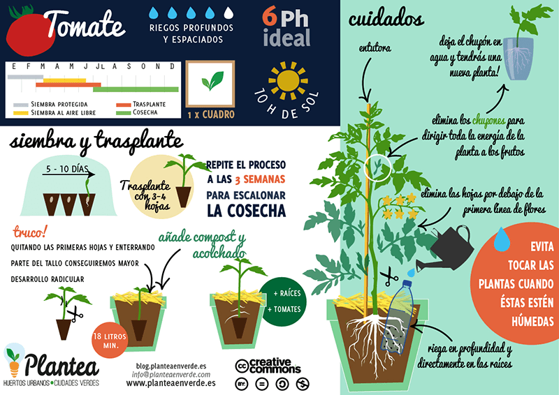 guía para plantar tomates en casa